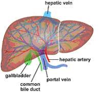 Liver Blood Flow Normal supply Hepatic artery 20% From celiac trunk Oxygenated Portal