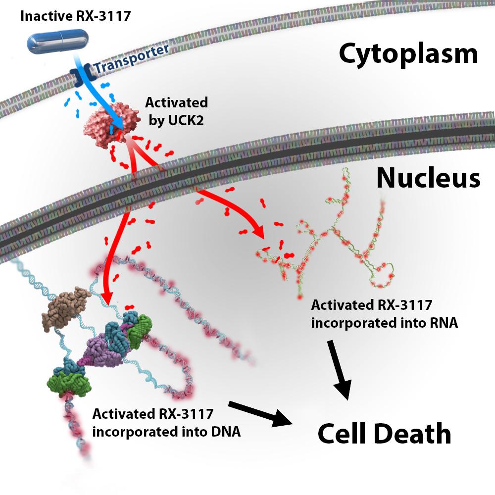 RX-3117: A Selectively Activated Nucleoside Analogue Activation enzyme (UCK2) found only in cancer cells Cancer cell specific Anti-tumor activities against a broad spectrum of cancers Anti-cancer