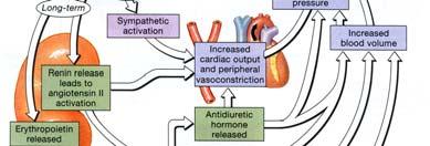term Angiotensin II Vasoconstriction (via AT1A receptors on blood vessels) Thirst