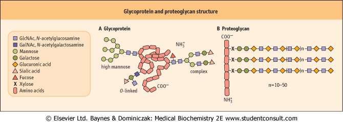 Glycoproteins: Structures and Linkages Glycoproteins and Proteoglycans Glycoproteins Proteoglycans Protein >> carbohydrate Proteins