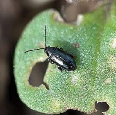 01 Flea Beetles 6 Identification Know your beetle!