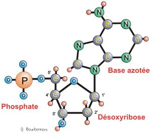desoxyribose = 2 nd linker, gives helical structure nucleotide =