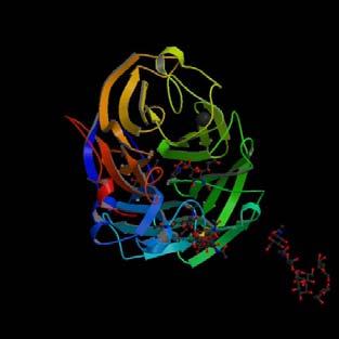 Neuramidase X-ray structure from Swiss Protein Data bank Q8JT58 X-ray