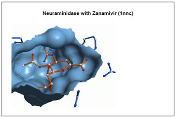 X-ray structure of Neuraminidase with Zanamivir http://www.biozentrum.unibas.ch/~schwede/teaching/bixii-ss05/boehm_i.