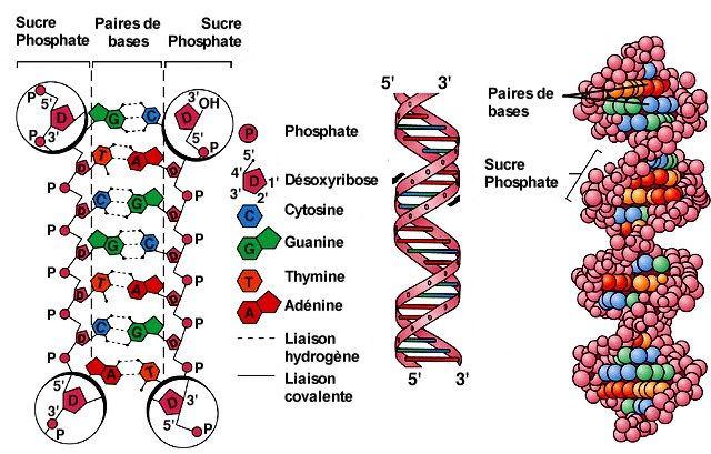 Double stranded DNA helix : Virus (7) Basic elements http://ici.cegep-ste-foy.