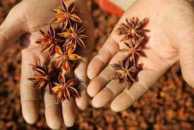 Natural Source of Shikimic acid: Star Anise The characteristically