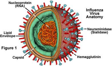 and 80 to 120 nanometers in diameter. http://www.sfcdcp.org/index.cfm?id=87 http://micro.magnet.fsu.edu/cells/viruses/influenzavirus.