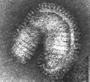 html Virus (13) Structure of the Influenza Virus Life cycle of the influence virus STRUCTURE Specific varieties of the virus are generally named according to