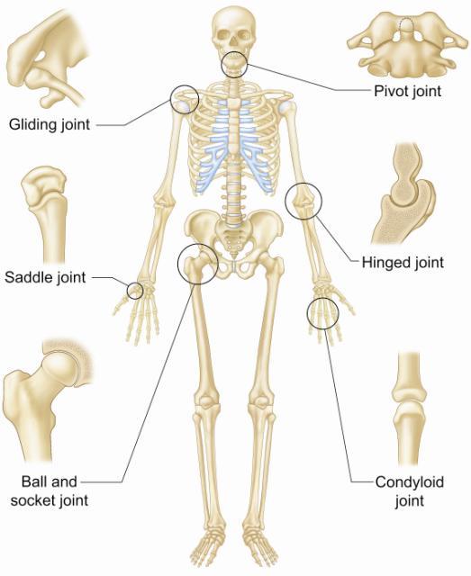 Types of Joints Ball-and-socket