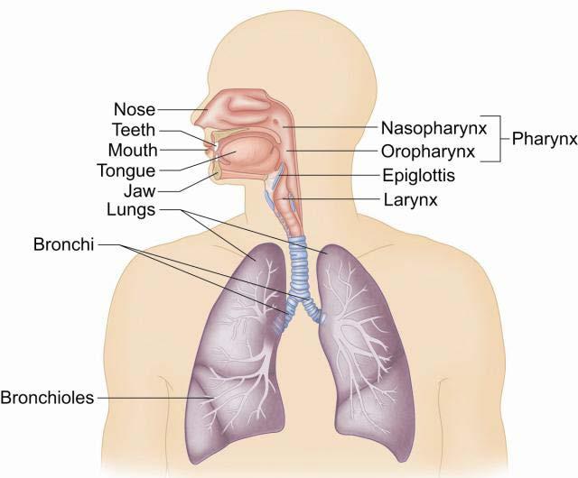 Respiratory System Structures Upper airway structures Lower airway structures Supporting