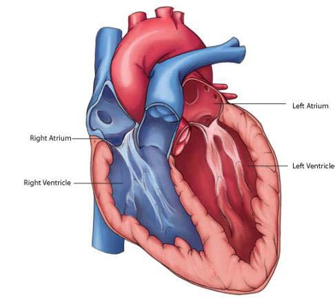 Circulatory System Structures Heart (right and left atria