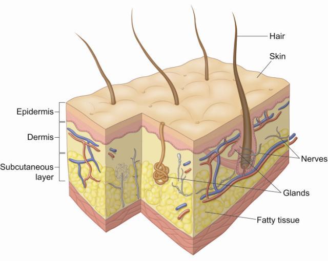 Structures Skin Hair Nails Integumentary System Sweat and oil glands Functions