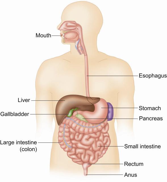 Digestive System Structures Alimentary