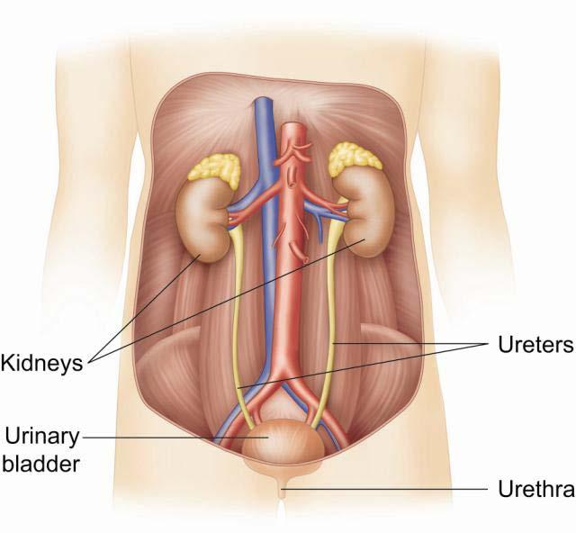 Structures Kidneys Ureters Bladder Urethra Functions Urinary