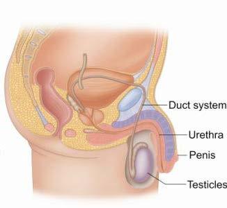 Reproductive System Male