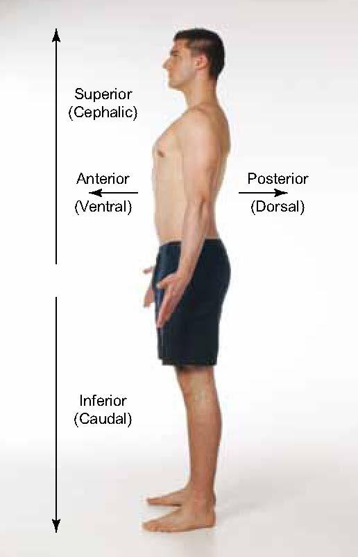 Directions and Locations Anterior/posterior Superior/inferior