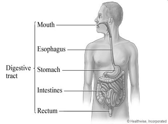 Absorption 1,4 Oral medications pass through the esophagus into the stomach Once in the stomach, the