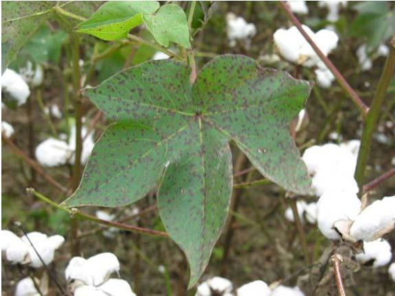 Foliar Diseases of Cotton Historically considered incidental