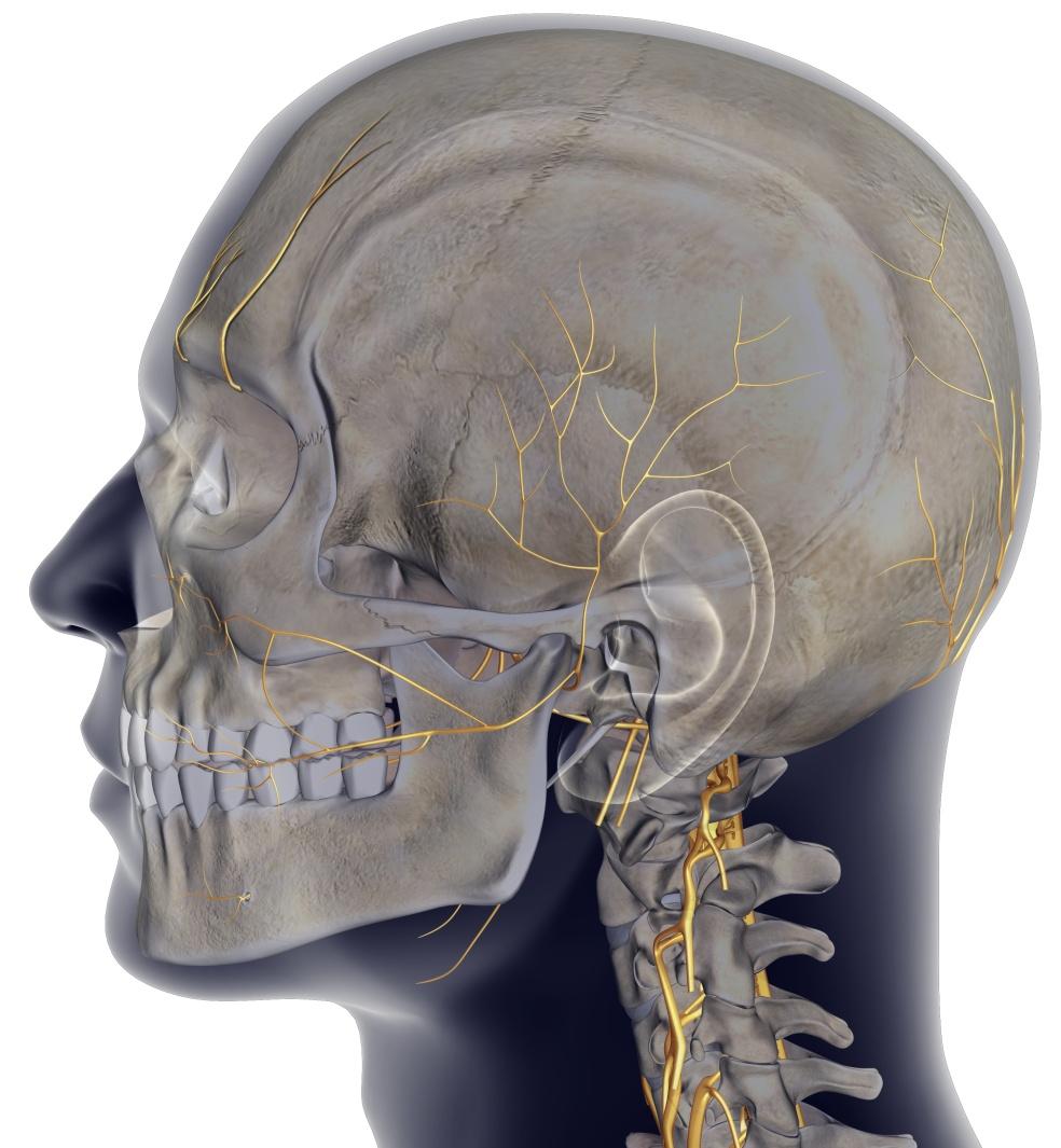 Anatomical Injection Sites Follow Distributions and Areas Innervated by the Trigeminal and Cervical Sensory System Auriculotemporal Nerve Supratrochlear Nerve