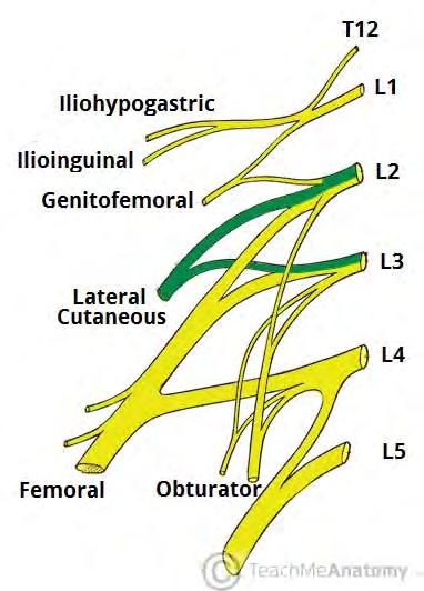 Lumbar plexus The lumbar plexus comprises the bundle of nerves which control movement and sensation in the lower extremities. The nerve roots exit the spine at L1-5 and S1-2.