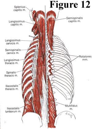 Deep Muscles of the