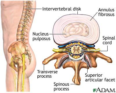 Intervertebral Disks Ratio between disk thickness and