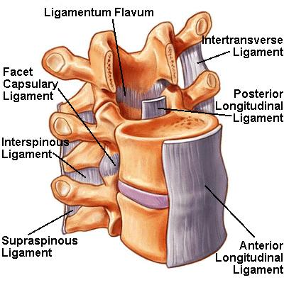 Spinal Ligaments Anterior Longitudinal Posterior Longitudinal Ligamentum