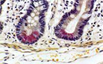 Cells - base of intestinal glands -! large -!