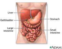 Pancreas: Endocrine Function Pancreas: Islets of Langerhans!