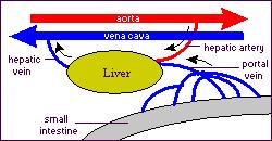 LIVER FUNCTIONS -! Produce of bile -! Process and store of nutrients -! Phagocytose debris and bacteria -!