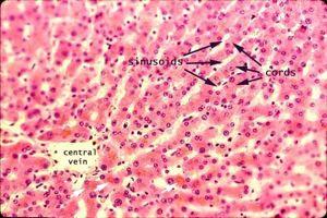 endothelial cells