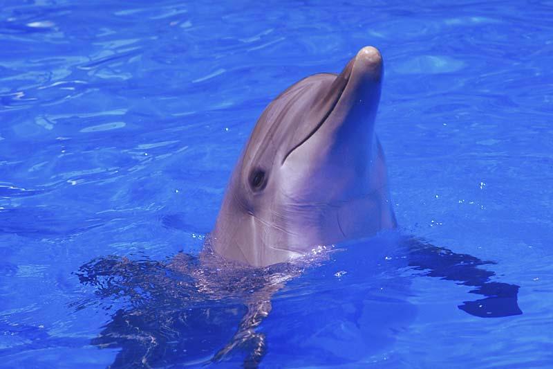 4 Lesson One: Meet the Dolphin Materials needed: Drawing materials Are you surprised to learn that I m not a fish? I m a mammal, just like you! Mammals are warm-blooded.