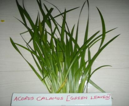 To overcome the above mentioned fact, here the study handles vital finishes with Acorus Calamus to improve antibacterial activity, which helps in reducing the growth of microbes.