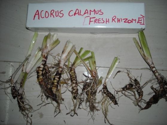 Fig 3: Acorus Calamus Fresh Rhizome Fig 4: Acorus Calamus Dry Rhizome Fig 5: Acorus Calamus Fresh & Dry Fig 6: Acorus Calamus Fresh & Dry Leaf Powder Rhizome Powder 2.