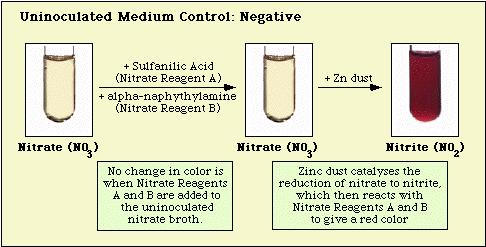 Nitrate Test Nitrate (NO3) nitrate reductase Nitrite (NO2) Nitrous