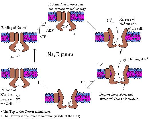 Studies on Na + K + ATPase -responsible for maintaining the Na+ and K+ gradients, single greatest user of ATP in many cells Found in plasma membrane, hightened activity with higher concentrations of