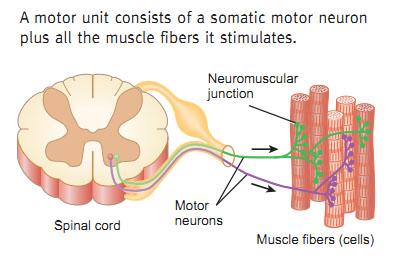 Neuron Classification Motor Neurons (efferent): o carry impulses