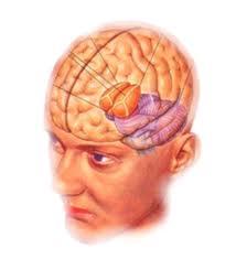 Diencephalon Structure: sits on top of