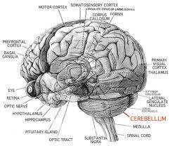 Cerebellum Structure: looks like a little cerebrum, sits inferior to cerebrum,