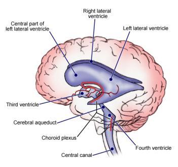 Ventricles Structure: four chambers within the brain filled with cerebrospinal fluid o Lateral