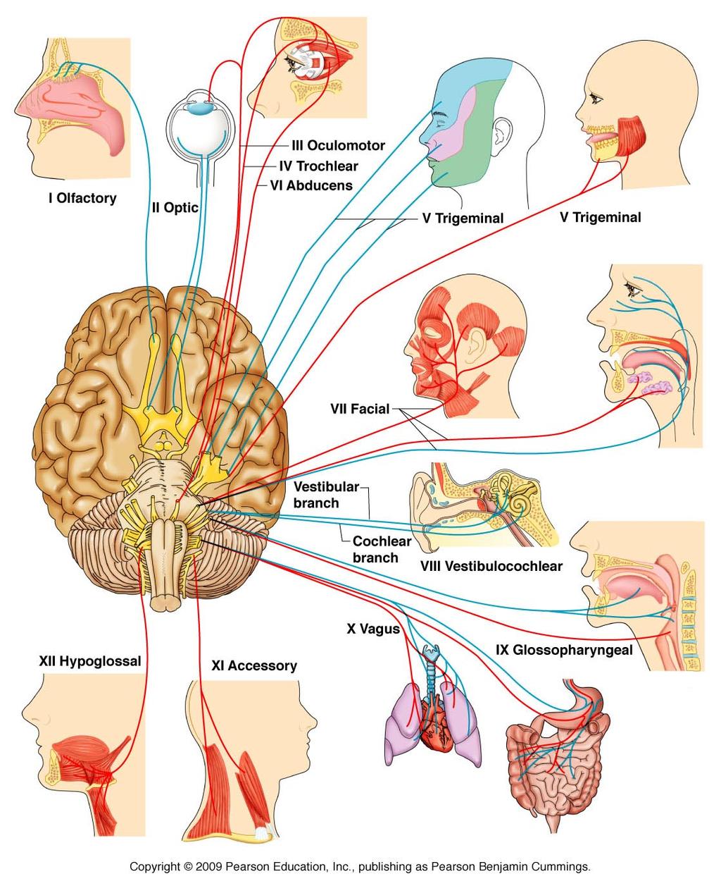 PNS: Cranial Nerves Definition: 12