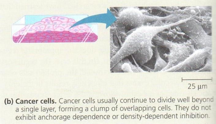 CANCER CELLS Do not respond normally to body s control mechanisms No density-dependent inhibition No anchorage dependence Divide excessively Invade other tissues may kill organism Stop dividing at