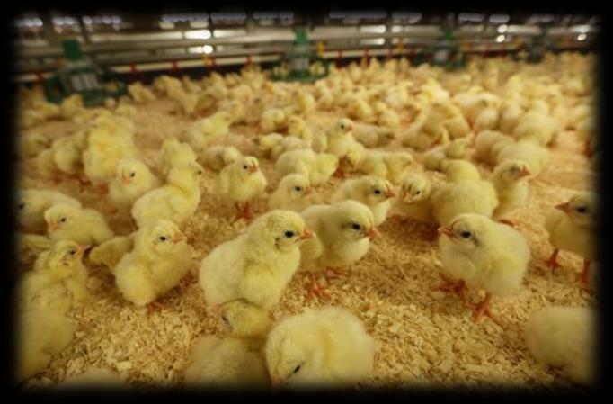 Poultry Feed - Soybean In Pakistan, poultry sector drives the demand for soybean Soybeans are crushed to obtain vegetable protein which is used as poultry feed There has been some talk of a special