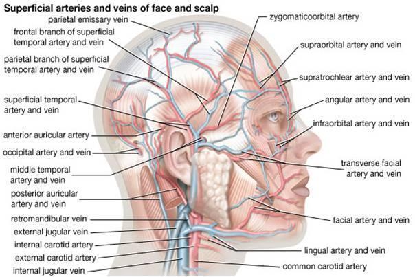 Vasculature The face is highly vascular. Primarily the external carotid artery supplies it. Among its branches are the lingual, facial, internal maxillary, and superficial temporal arteries.
