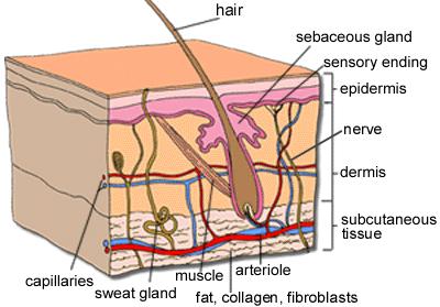 Skin Skin is the largest organ of the body, comprising an area of between 16.1 ft 2 and 21.6 ft 2. Its average thickness is 0.1 mm and accounts for approximately 15% and 18% of the total body weight.