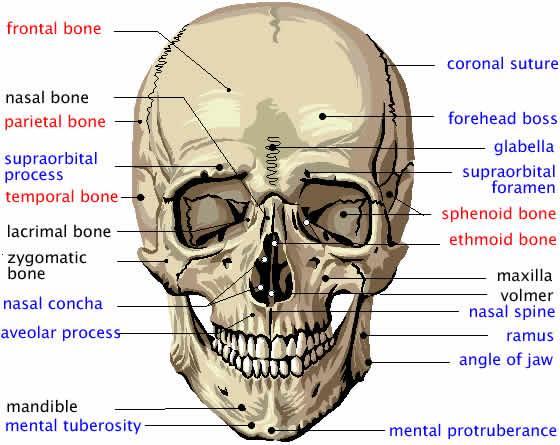 The upper third of the face (upper face) The middle third of the face (mid face) The lower third of the face (lower face) Each part houses various bone structures, as listed below in Table 1.