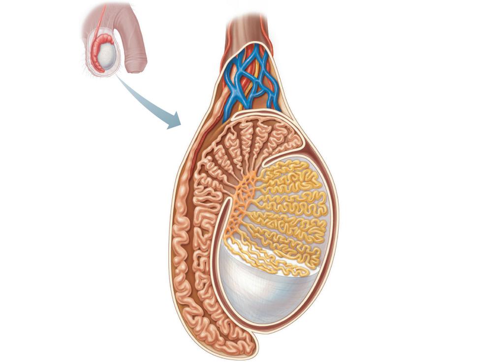 Blood vessels and nerves Spermatic cord Ductus (vas) deferens Head of epididymis Efferent ductule Rete testis Straight tubule Body of epididymis Duct
