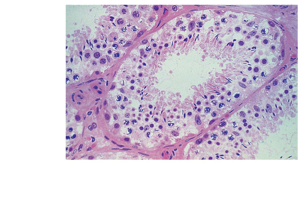 Seminiferous tubule (c) Interstitial cells Areolar connective tissue