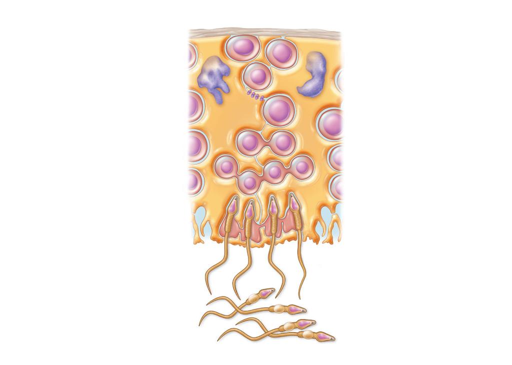 Basal lamina Spermatogonium (stem cell) Type A daughter cell remains at basal lamina as a stem cell Type B daughter cell Tight junction between sustentacular cells Primary spermatocyte Secondary