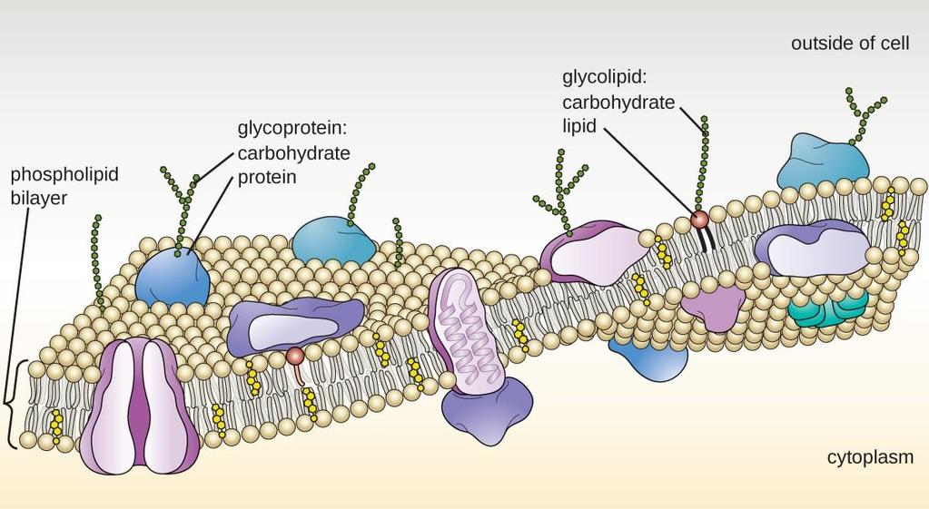 Semi-permeable membrane-crista Enzymes-to control (transport) the electrons and resulting protons mobile enzymes: Cytochrome Q and Cytochrome C Non-mobile enzymes;